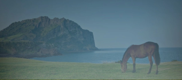 제주도 마사지